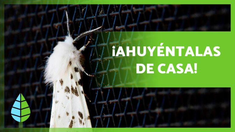 Cortinas de cristal: eficaz soluci&oacute;n contra insectos